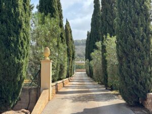 Authentic Ibiza finca for sale in Santa Gertrudis with mature olive garden and private 11,500m² plot