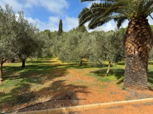 Enclosed winter terrace sunroom with garden views in Ibiza finca for sale